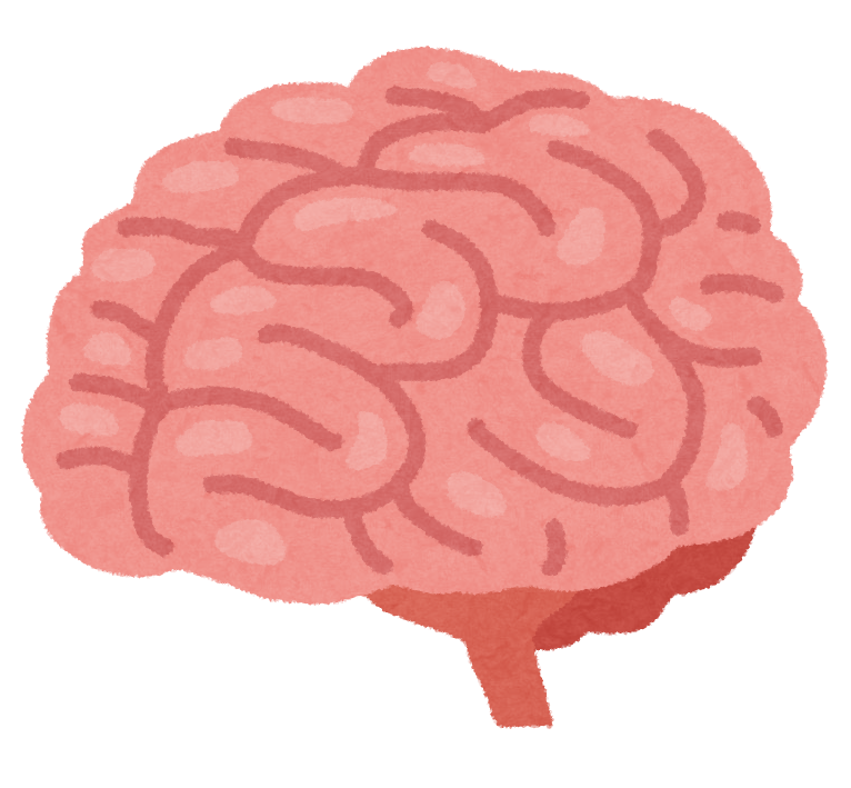人間の脳